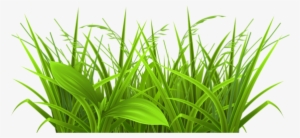 19 Weeds Banner Freeuse Library Huge Freebie Download - Clipart Grass