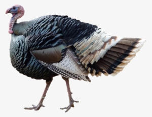 Turkey Png