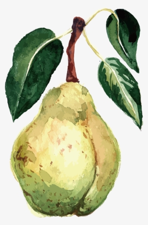 Png Transparent Library Pear Transparent Vector - Pear Watercolor Png