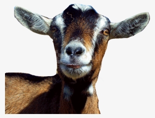 choosing a goat clip art black and white stock - imran khan funny clip