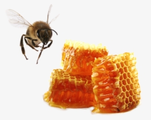 Picture - Bee And Honey Png