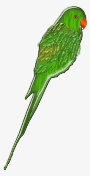 Original Png Clip Art File Parrot Svg Images Downloading