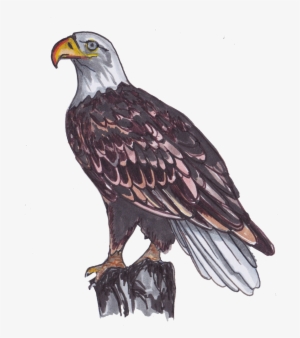 Illustrations - Bald Eagle Bird Pin