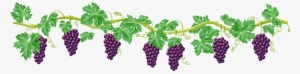 Vine Decorative Element Png Clipart Picture - Grape Vine Clipart Png