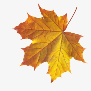 Autumn Png Leaf - Realistic Leaf Clip Art