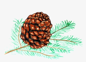 Pine Cones, Pine, Watercolor - Piñas De Pino Dibujo