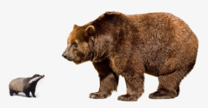 Brown Bear Png Image Background - Bear Vs Tiger Size