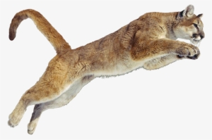 Fawn - Cougar Png
