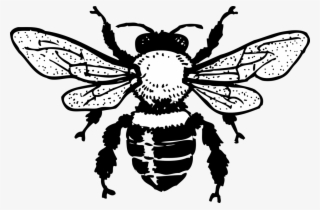 Free Honey Bee - Honey Bee Black And White