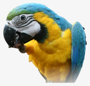 Blue And Yellow Macaw Head Png