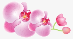 Orchid Png