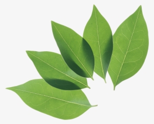 Green Leaves Png Image - Leaf Png