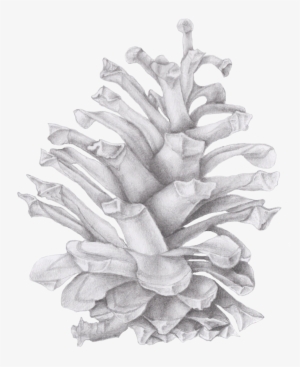 I Also Learned To Work With Watercolor, An Activity - Drawing Of A Pinecone