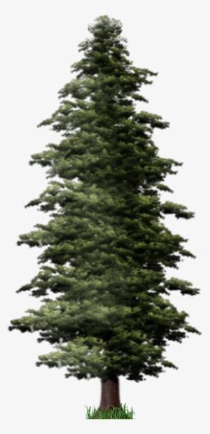 Pine Tree Png File - Pine Png