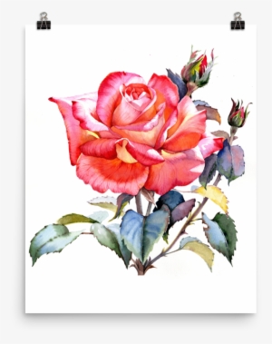 Bright And Floral Rose Watercolour Print Matte Poster - Red Roses Watercolor