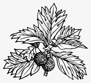 Bread And Fruit - Breadfruit Clipart Black And White