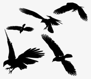 Raven Flying Png Photos - Vetor Aguia