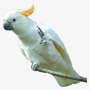Download All Parrots Png Images And Transparent's To - Parakeet