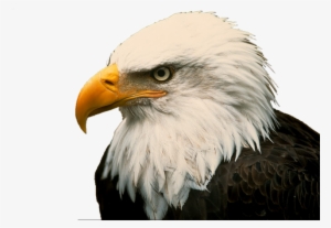 American Eagle Png Download - Bald Eagle On Drugs