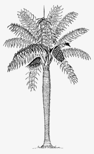 This Free Icons Png Design Of Prickly Palm