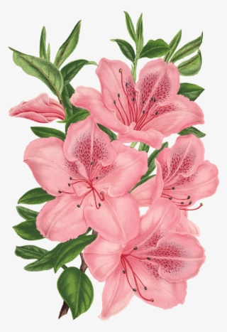 Pink Bunch Of Flowers Drawing - Drawing Of Pink Flowers