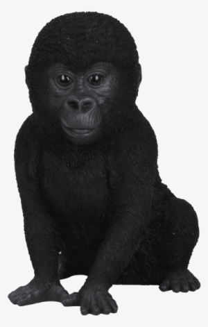 Free Png Gorilla Png Png Images Transparent - Animals Baby In Real Life