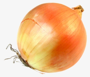 onion - onion transparent