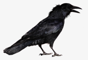 Common Raven Transparent Background - Crow Png