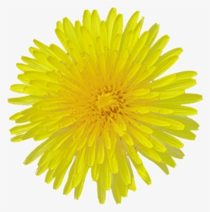 Dandelion Flower Transparent Image Flower - Flower With Clear Background