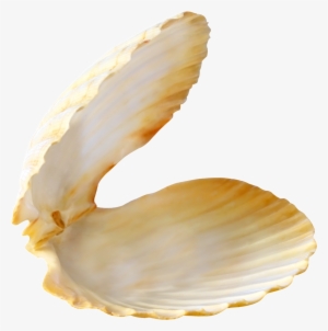 Beach Shell Transparent - Pearl Shell Png