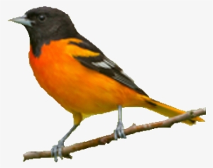 Baltimore Oriole Bird Png