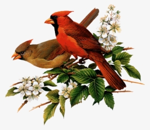 Cardinals - Roger Tory Peterson Cardinal