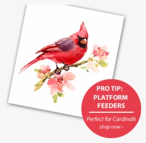 More Importantly, You Provide For The Birds In Your - United Visual Products Place Orders Here Sign