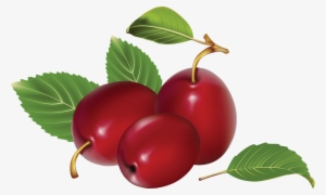 Red Plum Fruit Cartoon