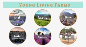 Why Essential Oils - Young Living Farms