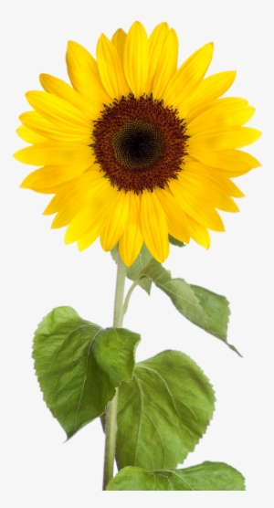 Sunflower Clipart - Transparent Background Sunflower Clipart