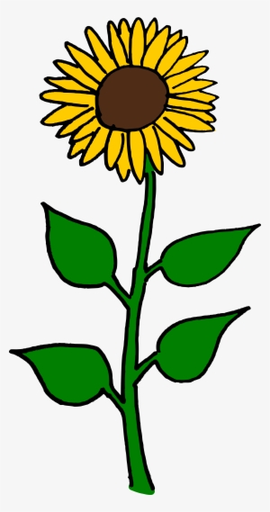 Common Sunflower Sunflower Seed Helianthus Giganteus - Sun Flower Clip Art