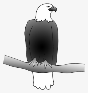 Outline Of Bald Eagle, Bald Eagle Drawing - Eagle