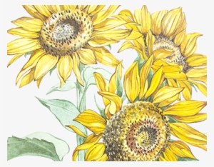 Illustration In Watercolor Of A Sunflowers - Illustration