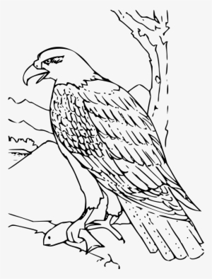 How To Set Use Coloring Book Bald Eagle Svg Vector