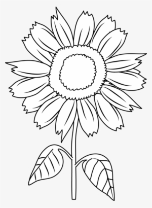 Sunflower Black And White Sunflower Clipart Black And - Sunflower Black And  White Clipart Transparent PNG - 402x550 - Free Download on NicePNG