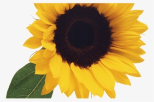 Free Sunflower Clipart Png Clipartpost - Girasol Mas Hermoso