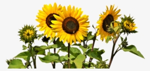 Clipart Png Sunflower