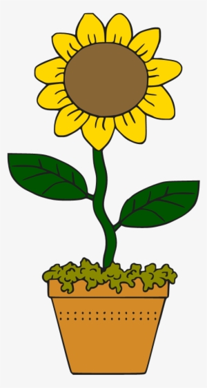 Cartoon Sunflower Cliparts - Cartoon Sunflower In A Pot Png
