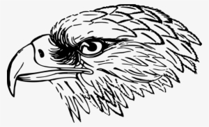 Bald Eagle White Tailed Eagle Bird Black And White - Falcon Black And White Clip Art