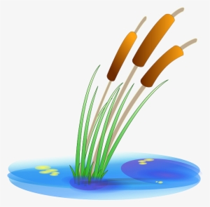 Water, Plants, Reed, Cartoon, Duck, Free, Plant, Pond - Cattail Clipart