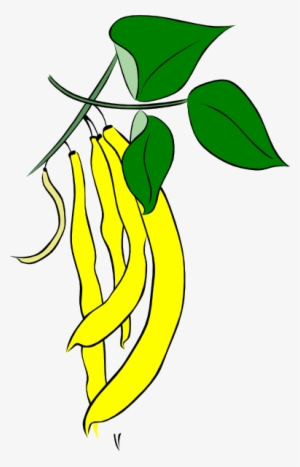 Bean - Seed - Clipart - Bean Tree Clip Art
