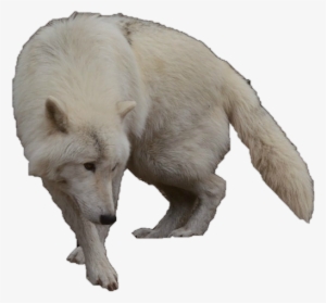White Wolf Clipart Arctic Wolf - White Wolf No Background