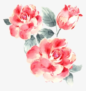 Garden Roses Drawing - Rose Drawing Pink