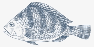 Tilapia Png Royalty Free Library - Tilapia Drawing Fish